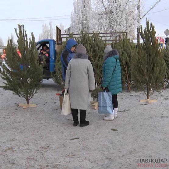 3 места для торговли новогодними ёлками определили в Павлодаре