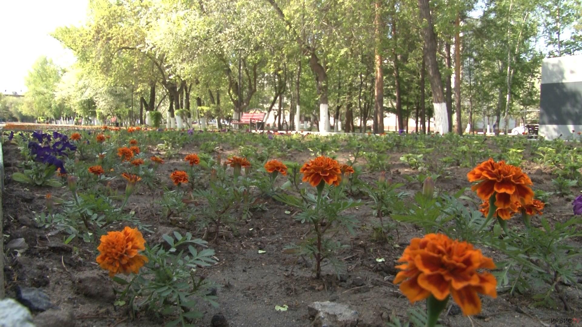 Петуньи, тагетисы, циннии украсят павлодарские улицы, парки и скверы в этом  году