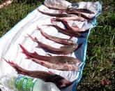 Уголовное дело по браконьерам, убившим «краснокнижных» сайгаков, передали в павлодарский суд.
