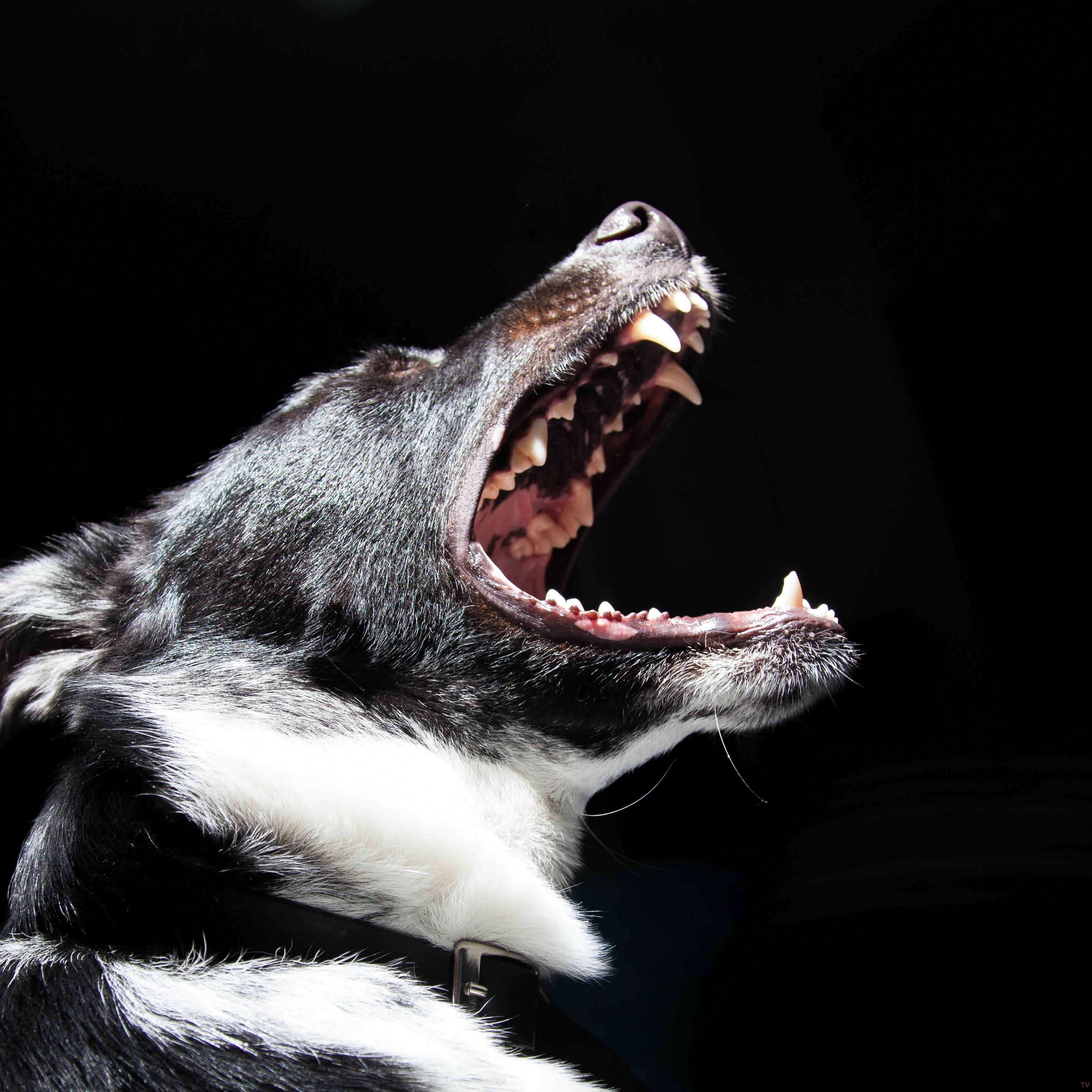 Звук злой собаки слушать. Бешеная собака картинка. Broken Teeth Dog.