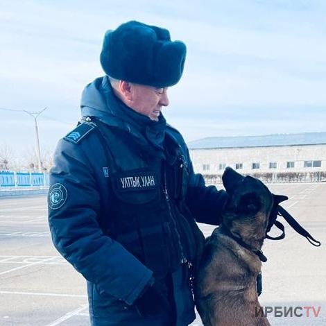 Тайник с оружием обнаружила собака в Павлодаре