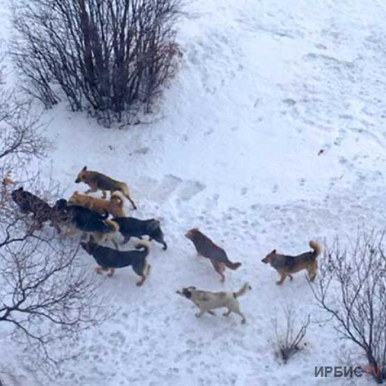 Павлодарцы чаще стали жаловаться на бродячих собак