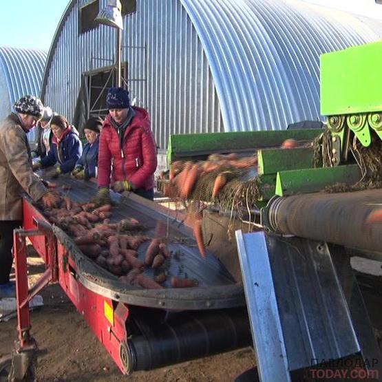 Изготавливать морковный сок и пюре советуют павлодарским аграриям депутаты Мажилиса Парламента РК