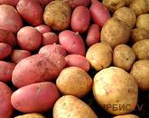 Аким Павлодарской области просит сообщать о завышении цен на картофель