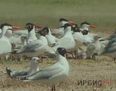 К международному Дню птиц в Павлодаре презентовали масштабную фотовыставку