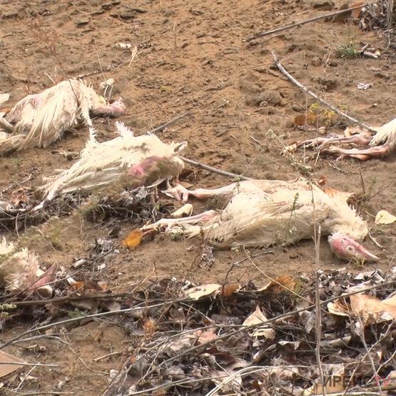Мертвых кур обнаружил на обочине дороги житель Кенжеколя