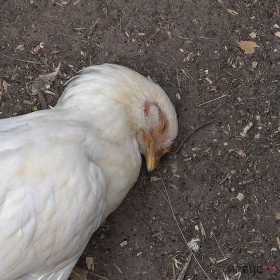 Почти 4 тысячи голов домашней птицы уничтожено из-за птичьего гриппа в регионе