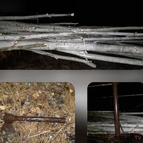 Больше 33 деревьев вырубили на особо охраняемой территории в Павлодарской области