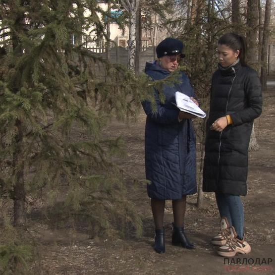 Павлодарский биолог высказалась о причинах травм на деревьях