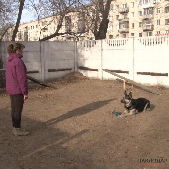 Жительница Павлодара смогла усмирить  редкую породу собак и выиграла медаль кубка страны