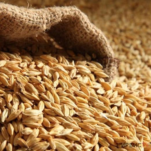 Два хозяйства не успевают сдать зерно в «Продкорпорацию» в Павлодарской области