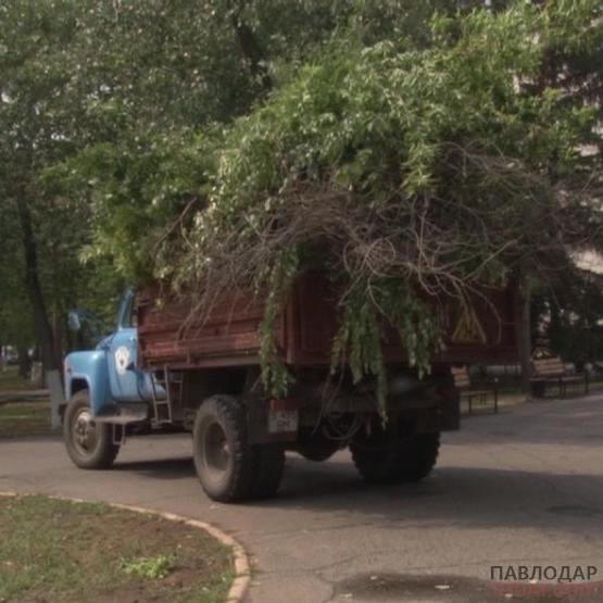 В отделе ЖКХ определили подрядчиков по обрезке деревьев и высадке цветов