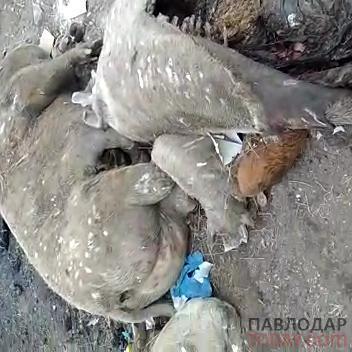 В селе Павлодарское вывезли останки животных с территории сельской свалки