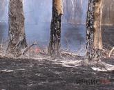Причины 18 лесных пожаров, произошедших на территории области  установить не удалось