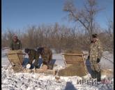 Природопользователи принялись спасать диких животных от голода