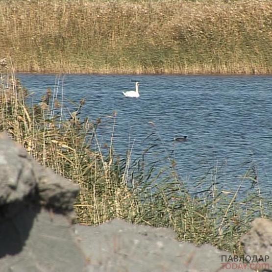 Весеннюю охоту на водоплавающую дичь вновь запретили