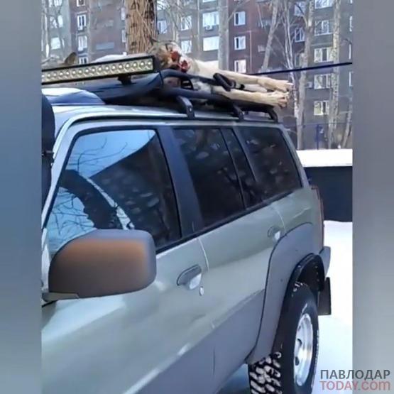 Охотнику, оставившему волков на крыше автомобиля во дворе многоэтажки в Павлодаре, грозит штраф