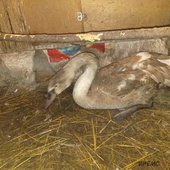 Спасенному в Экибастузе лебедю нашли пару