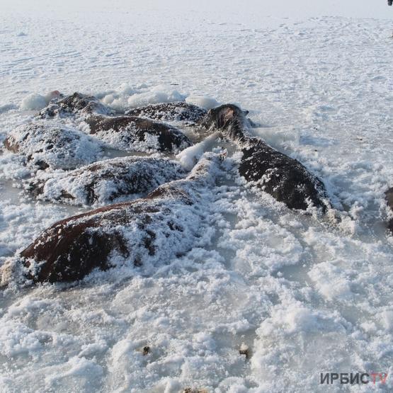 26 пропавших лошадей замерзли в озере в Павлодарской области