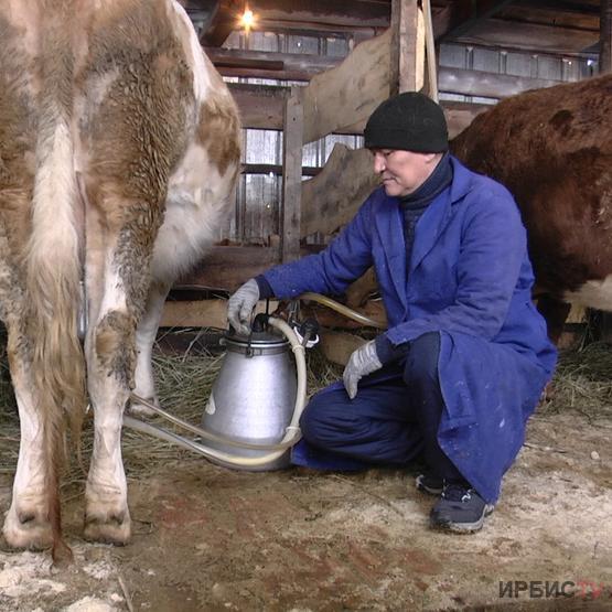 Жители нескольких сел жалуются — молоко с подворий скупают за бесценок