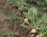 Первый урожай свеклы собирают аграрии Павлодарской области