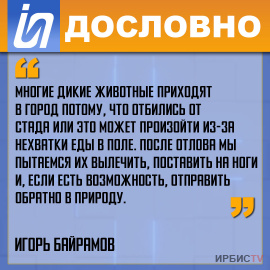 «Многие дикие животные приходят в город потому, что отбились от стада»