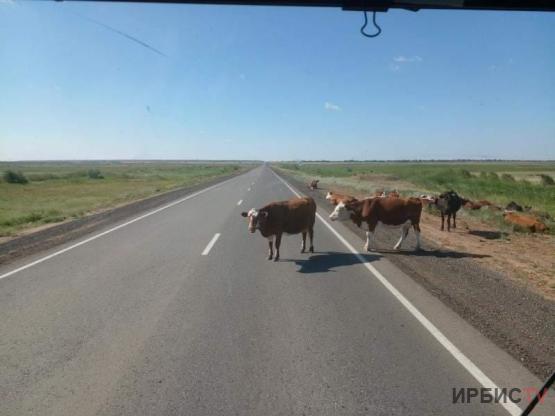 Жителя Экибастуза оштрафовали на 10 тысяч тенге за бродячий скот