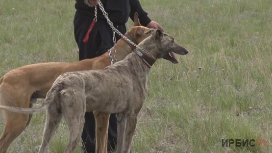 Охота в крови: в Павлодаре прошли соревнования среди породисты собак