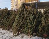 В Павлодаре открылись 15 легальных точек продажи новогодних елок