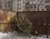 Варварским назвали биологи способ утилизации новогодних ёлок в Павлодаре