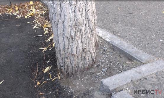Замуровали: деревья заасфальтировали во время ремонта дорог в Павлодаре