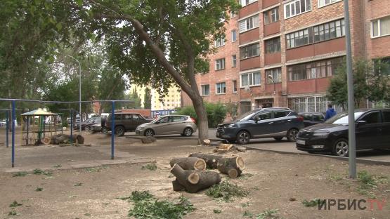 Павлодарцы разделились на два лагеря по поводу санитарной обрезки деревьев