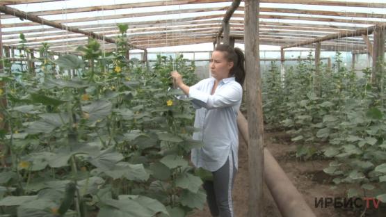 Бизнес по выращиванию огурцов развивает молодая предпринимательница из села Павлодарское