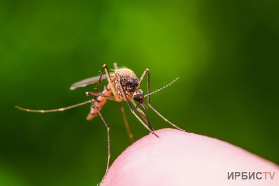 Эффективность протравки личинок комаров и мошек в Павлодарской области - более 80%