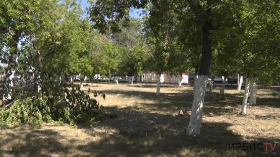 В Павлодаре экологи объявили сбор подписей в защиту деревьев