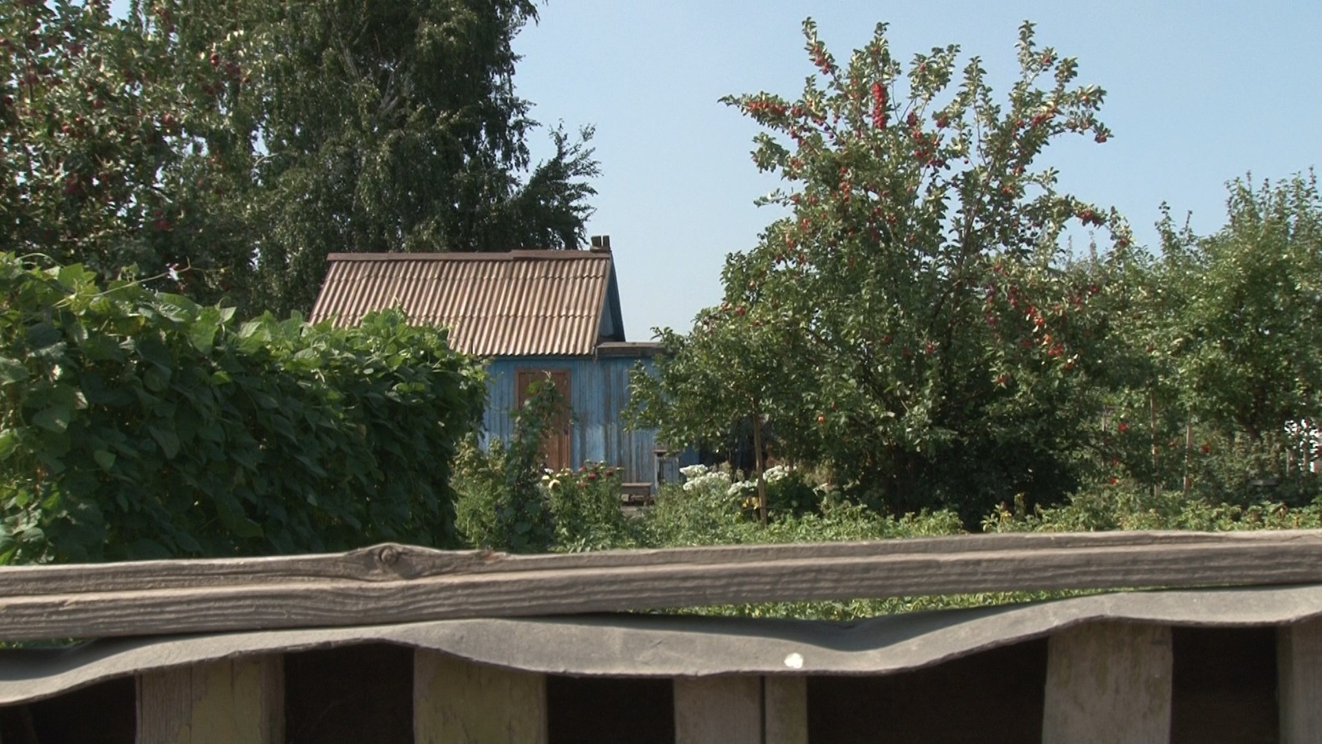 Под палящим солнцем сгорели насаждения - жалуются дачники трех садоводств в  Павлодаре